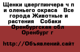 Щенки цвергпинчера ч/п и оленьего окраса - Все города Животные и растения » Собаки   . Оренбургская обл.,Оренбург г.